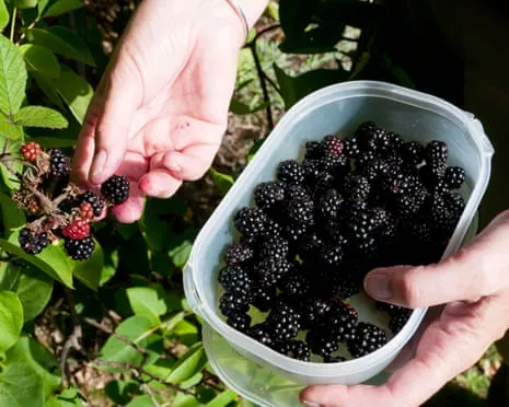 Wanted: Tasty Pastries to Utilize a Glut of House-Made Jam